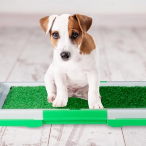 Grüne Relaxdays Hundetoilette mit Kunstrasen und weißem Gitter, davor ein Jack Russel Terrier Welpe.