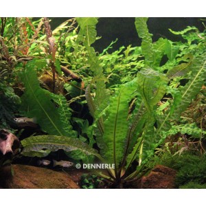 Dennerle Aponogeton Boivinianus Aquariumpflanze mit langen, grünen Blättern im Aquarium.