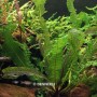 Dennerle Aponogeton Boivinianus Aquariumpflanze mit langen, grünen Blättern im Aquarium.