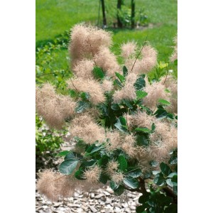 Cotinus Coggygria Old Fashioned Perückenstrauch mit rosa Blütenständen und grünen Blättern.