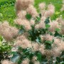 Cotinus Coggygria Old Fashioned Perückenstrauch mit rosa Blütenständen und grünen Blättern.