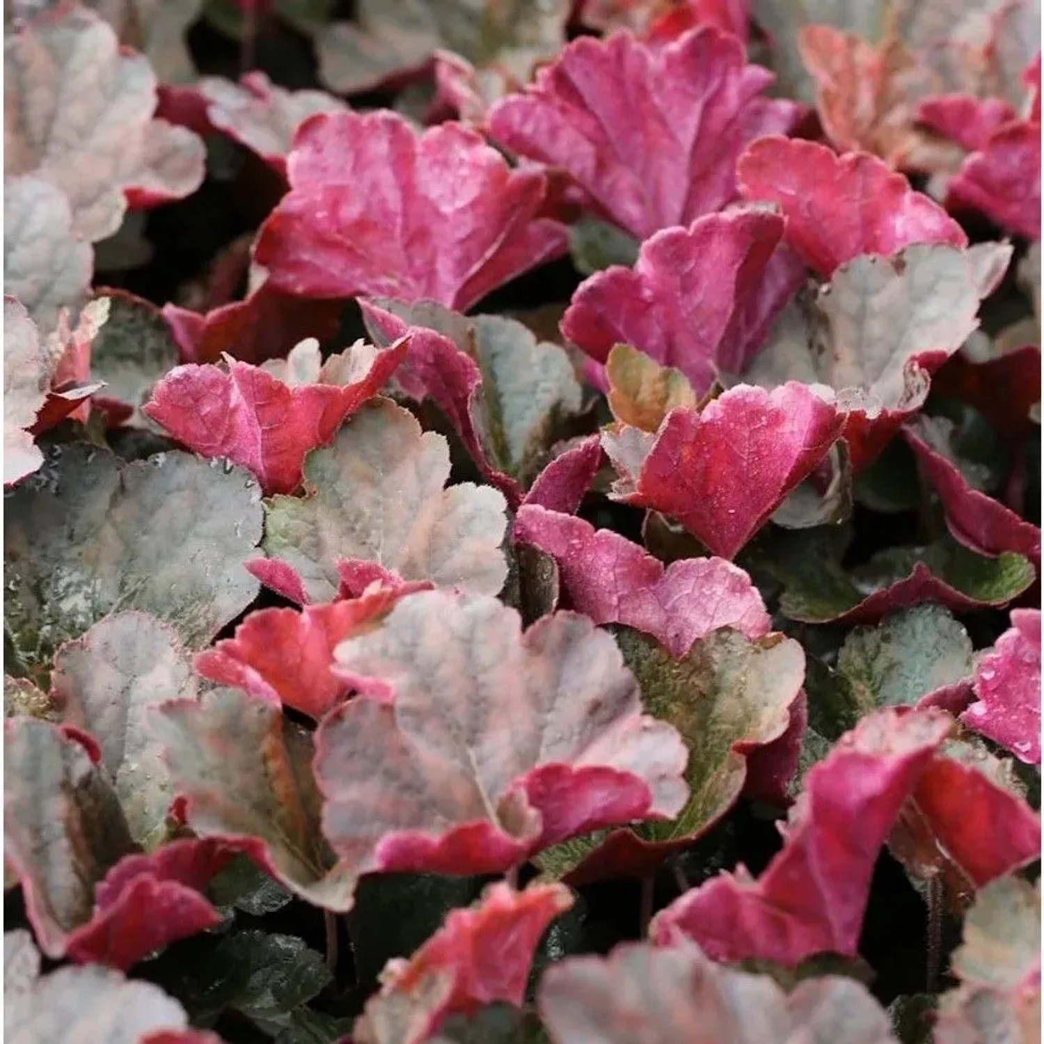 Purpurglöckchen Mocha - Heuchera micrantha