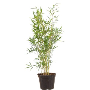 Gartenbambus Campbell im Topf, 20er Set, ca. 60-80 cm hoch, Fargesia robusta.