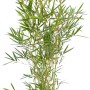 Gartenbambus Campbell im Topf, 20er Set, ca. 60-80 cm hoch, Fargesia robusta.