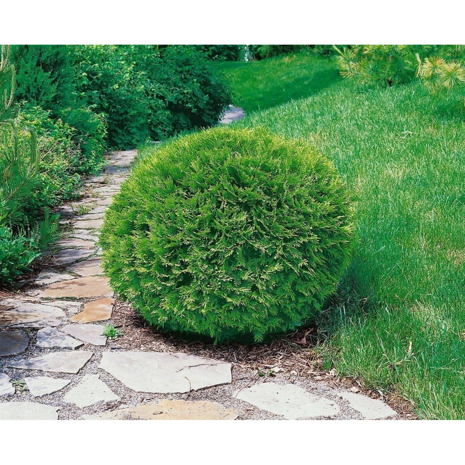 Thuja occidentalis 'Recurva Nana' 60-70 cm günstig online kaufen
