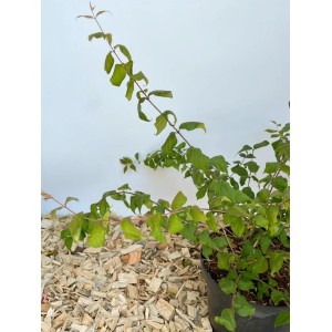 Baumfink Perlmuttstrauch im Topf, ca. 60-100cm hoch, mit grünen Blättern.