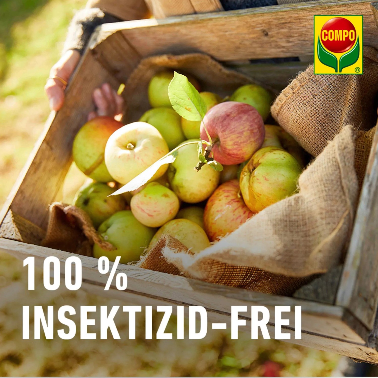 Holzkiste mit Äpfeln und Compo BIO Apfelwickler Lockstoff, 100% Insektizid-frei.