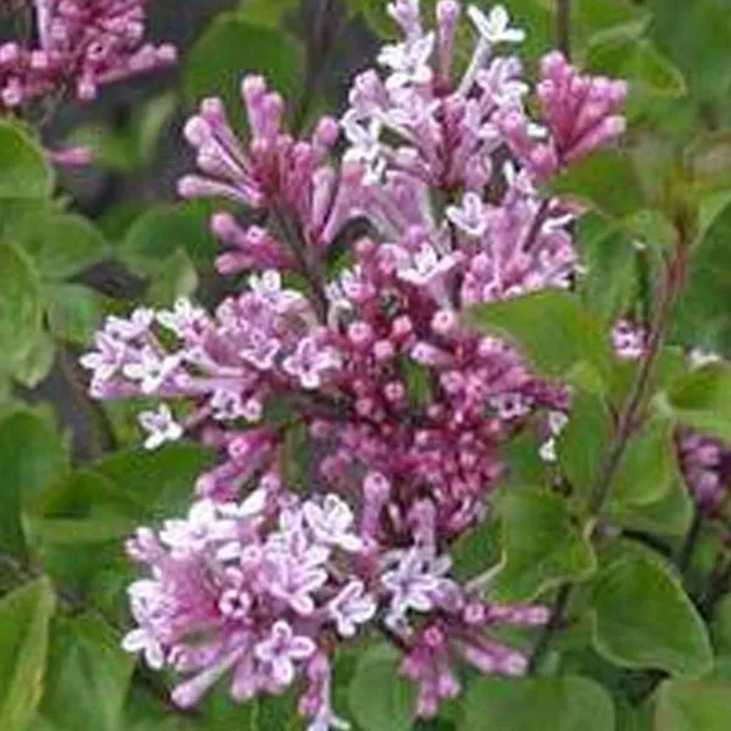Zwergflieder 'Palibin' Syringa Meyeri 40 bis 60 cm im Container Kompakt Wachsend