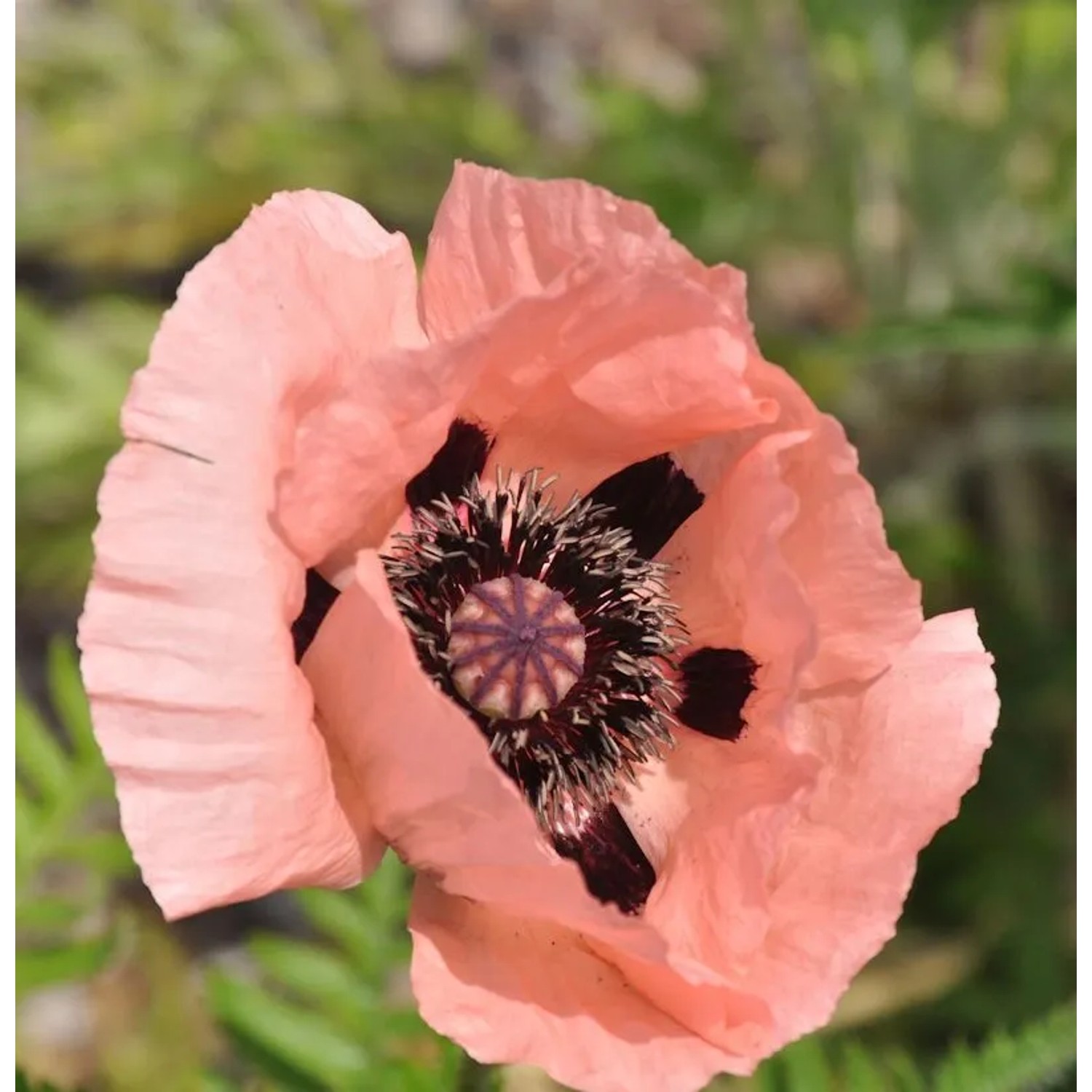 Türkischer Mohn Pink Sensation - Papaver orientale
