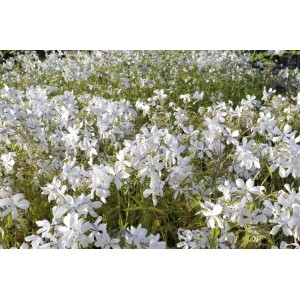 Blühender, weißer Waldphlox (Phlox divaricata 'White Perfume') im 9x9 cm Topf.