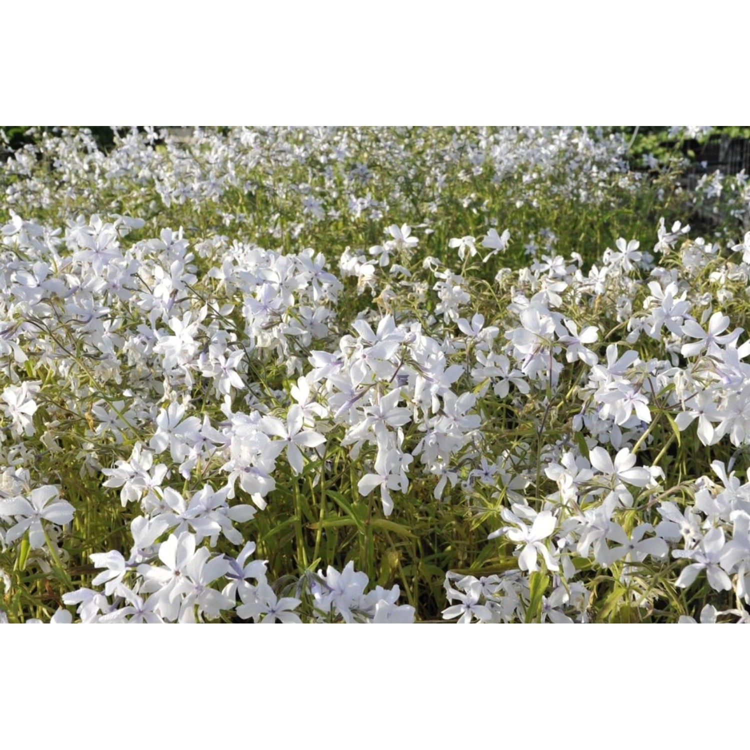 Phlox Divaricata White Perfume Waldphlox Ca. 9x9 cm Topf günstig online kaufen