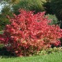 Korkflügelstrauch (Euonymus alatus) im Herbst mit leuchtend roten Blättern, 125-150cm hoch.