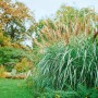 Chinaschilf 'Silberfeder' im Garten: Ziergras mit silbernen Blütenständen im Topf.