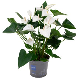 Flamingoblume Weiß im Topf, ca. 60-70 cm hoch. Zimmerpflanze mit weißen Blüten.