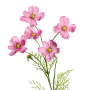 Kunstblume Cosmea, 67 cm, pink, detailreiche Nachbildung mit zarten Blüten und grünen Stielen.