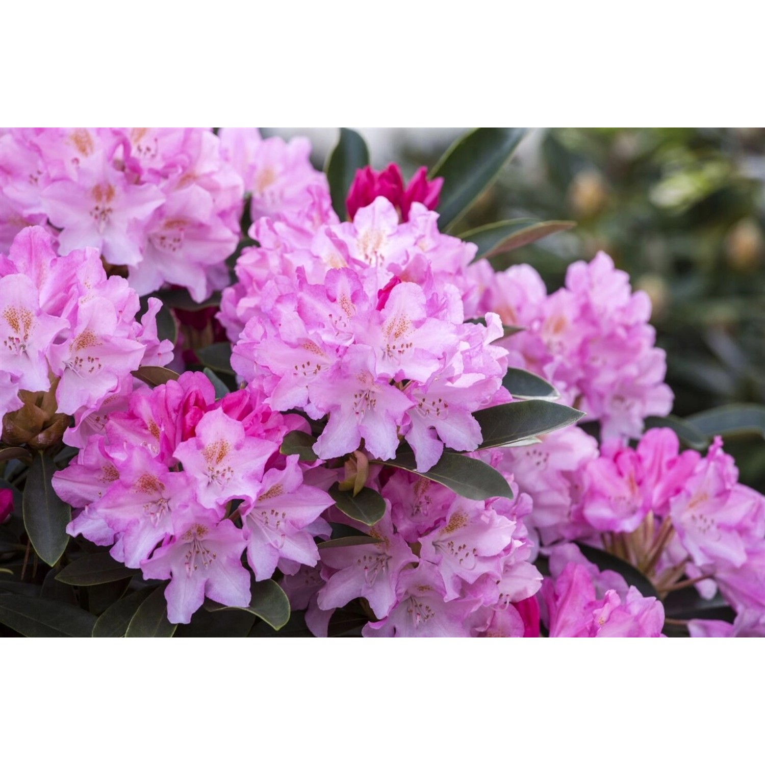 Rhododendron Yakushimanum Pink Cherub Rosa Blüten 30–40 cm günstig online kaufen