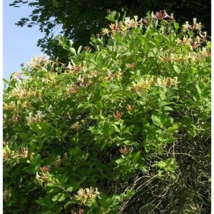Blühendes Waldgeisblatt 'Graham Thomas' (Lonicera periclymenum) mit grünen Blättern.