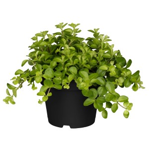 Rundblättriger Zwergpfeffer (Peperomia rotundifolia) im schwarzen Topf, eine attraktive Grünpflanze.