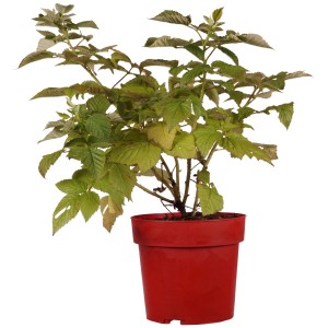 Himbeere "Tula Magic" Höhe ca. 30 cm Topf ca. 3,4 l Rubus idaeus