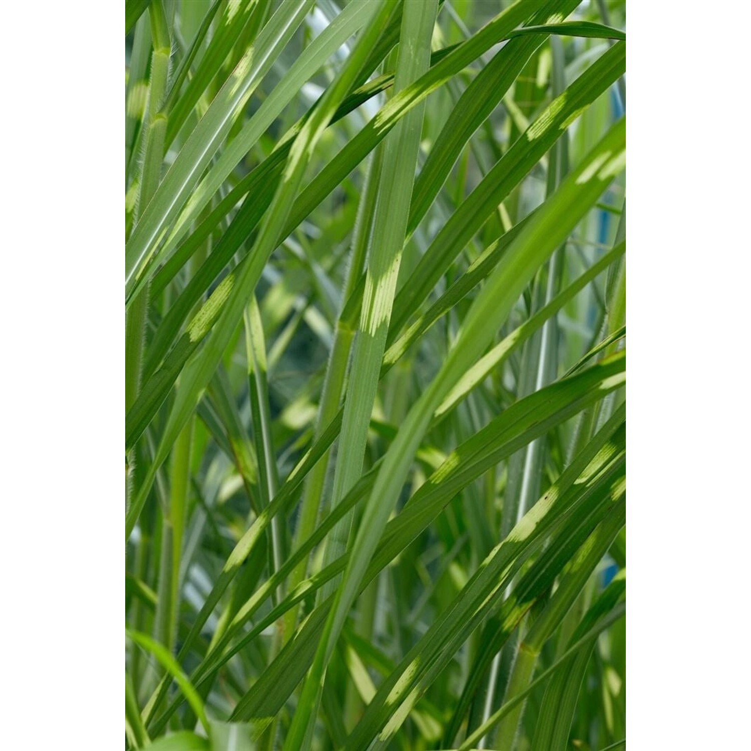 Miscanthus Sinensis Giraffe Chinaschilf Auffällig Gestreift 3-5 L Container günstig online kaufen