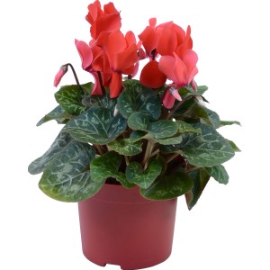 Großblütiges, rotes Alpenveilchen Midi im Topf (ca. 12 cm Ø).