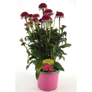 Purpur-Sonnenhut Mix im pinken Topf, ca. 28cm hoch. Echinacea purpurea, winterhart und mehrjährig.