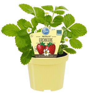 Blu Bio-Erdbeere Meraldo im Topf, ca. 12 cm Ø. Erdbeerpflanze mit grünen Blättern und roten Früchten.