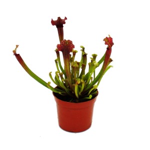 Exotenherz Schlauchpflanze Sarracenia Judith im 9cm Topf, fleischfressende Pflanze mit roten Schläuchen.
