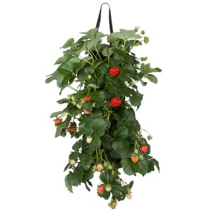Hängende Erdbeerpflanze (Fragaria) im Topf mit reifen, roten Früchten und grünen Blättern.