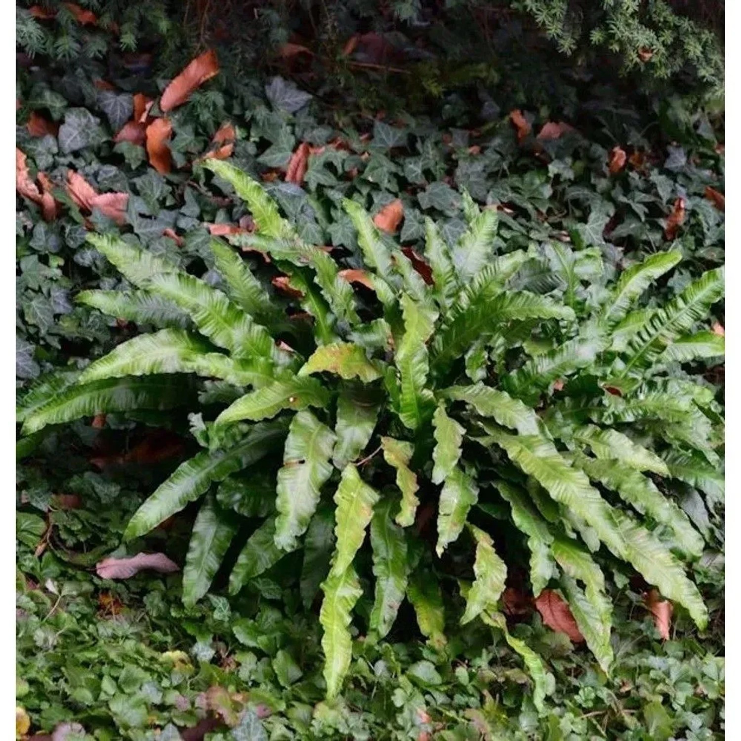 Hirschzungenfarn - Asplenium scolopendrium