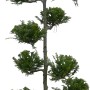 Formschnitt-Zypresse 'Castlewelland Gold' im Topf, ca. 80cm hoch. Immergrünes Formgehölz für Garten und Kübel.