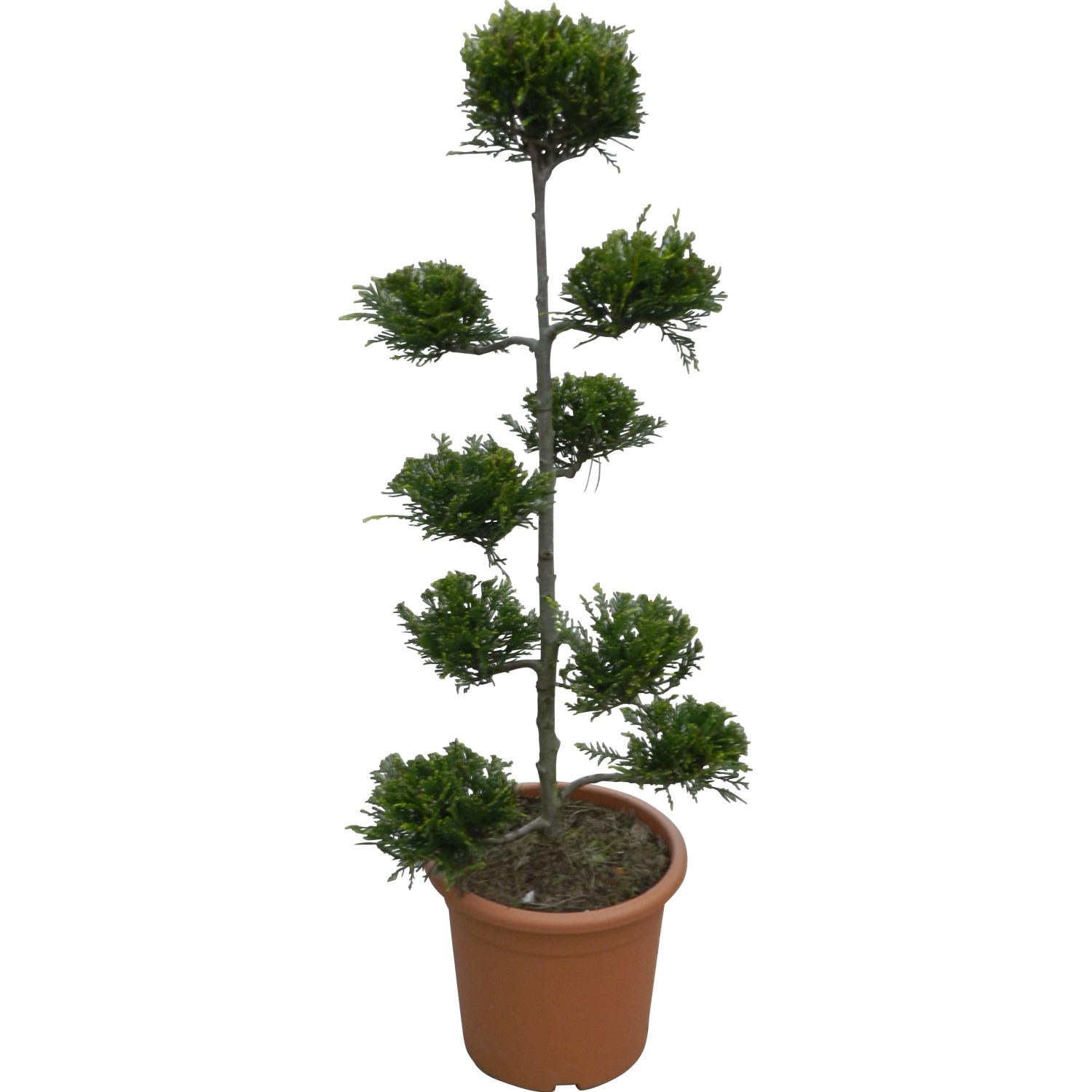 OBI Riesenzypresse Castlewelland Gold Höhe ca.80 cm Topf ca.9l Cupressocypa günstig online kaufen