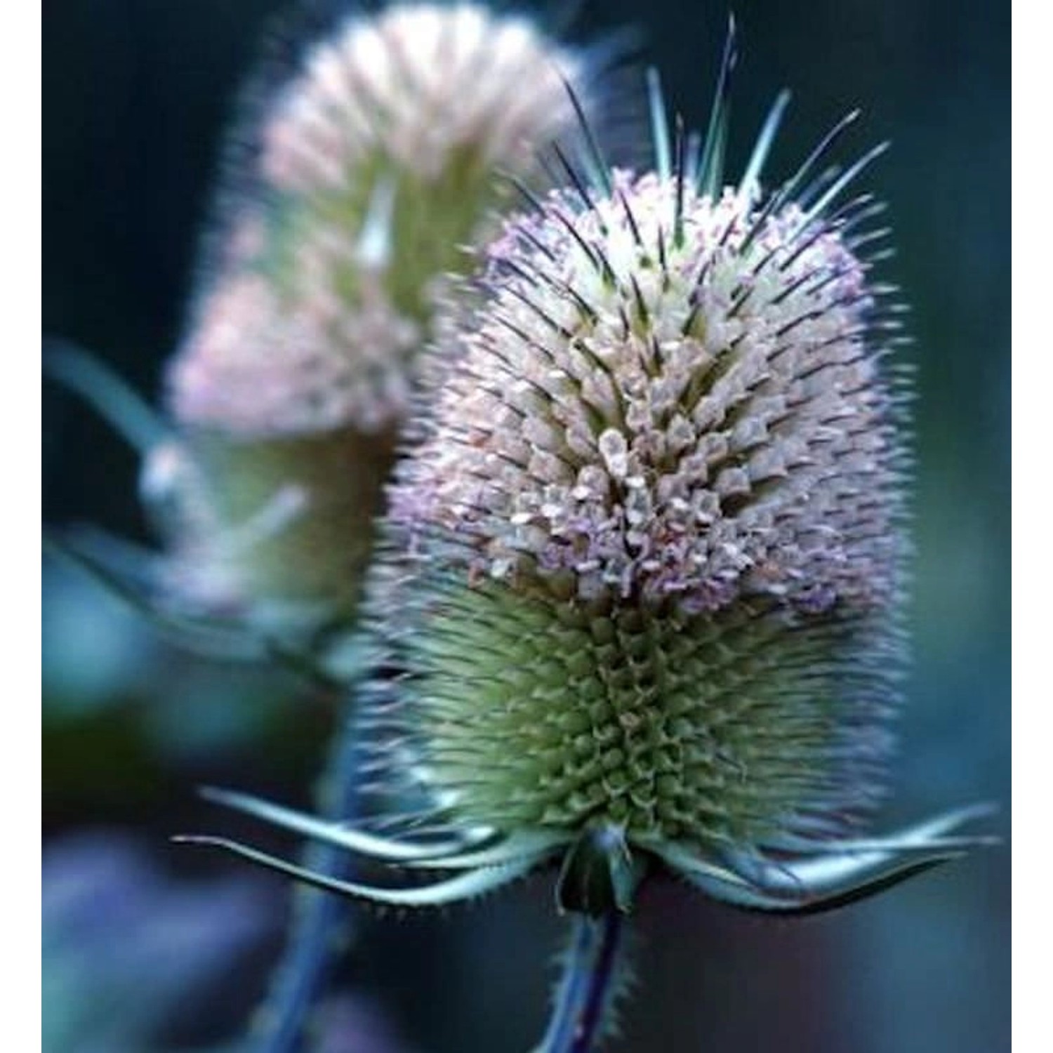 Kardendistel - Dipsacus sativus günstig online kaufen