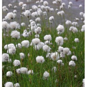 Nahaufnahme von Scheidigem Wollgras (Eriophorum vaginatum) mit weißen, baumwollartigen Blütenständen im Garten.