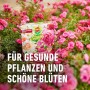 Compo Rosen Langzeit-Dünger 2kg Packung vor blühenden Rosen.