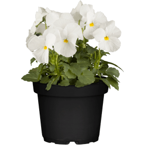 Hornveilchen Weiß im Topf, ca. 9 cm. Frühlingsblüher für Beet und Balkon.