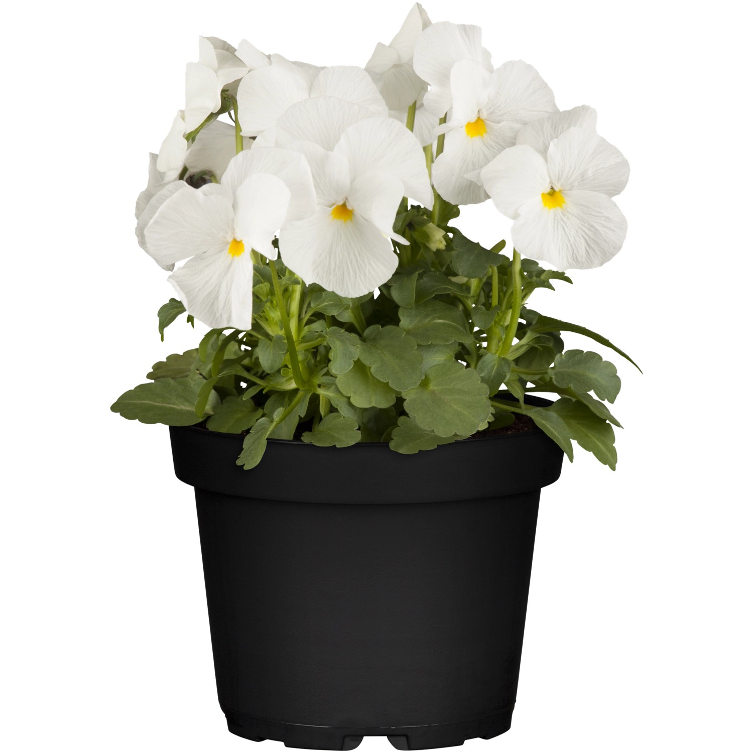 Hornveilchen Weiß Topf-Ø ca. 9 cm Viola cornuta günstig online kaufen