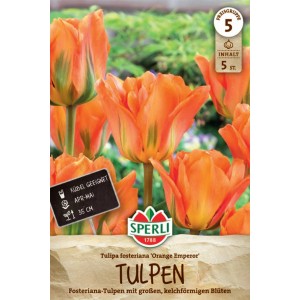 Sperli Fosteriana-Tulpe Orange Emperor, orange Blüten mit grünen Akzenten.