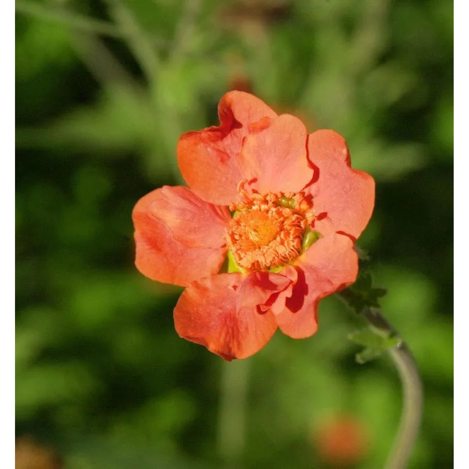 Nelkenwurz Sigiswang - Geum heldreichii