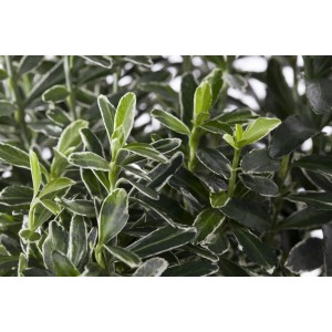 Buntlaubiger Euonymus Japonicus Microphyllus Variegata im 9x9 cm Topf, Detailaufnahme der Blätter.