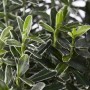 Buntlaubiger Euonymus Japonicus Microphyllus Variegata im 9x9 cm Topf, Detailaufnahme der Blätter.