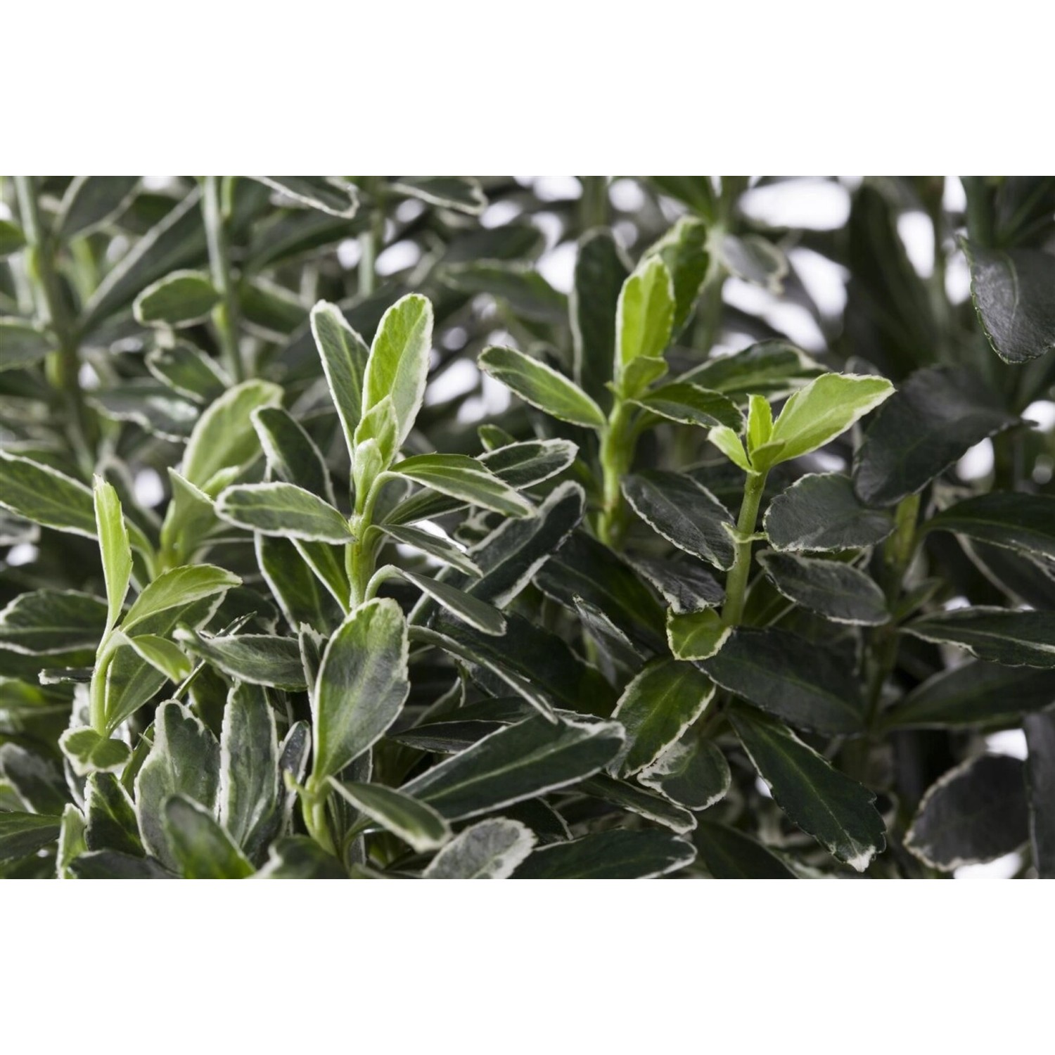 Euonymus Japonicus Microphyllus Variegata Buntlaubig Ca. 9x9 cm Topf günstig online kaufen