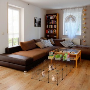 Schwarzes, erweiterbares Relaxdays Freilaufgehege aus Eisen und Kunststoff mit Kaninchen im Wohnzimmer.
