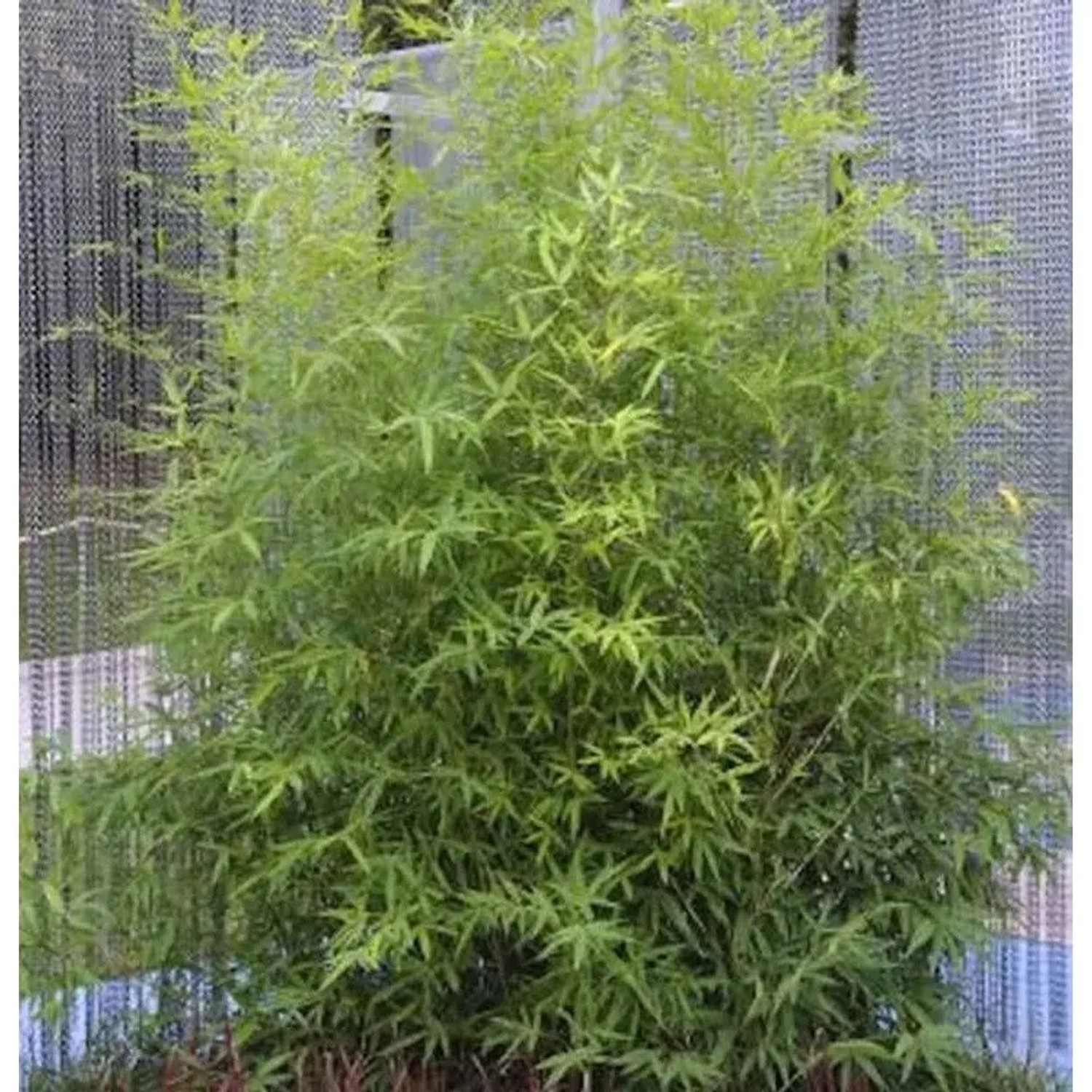Gartenbambus 100-125cm - Phyllostachys bissetii