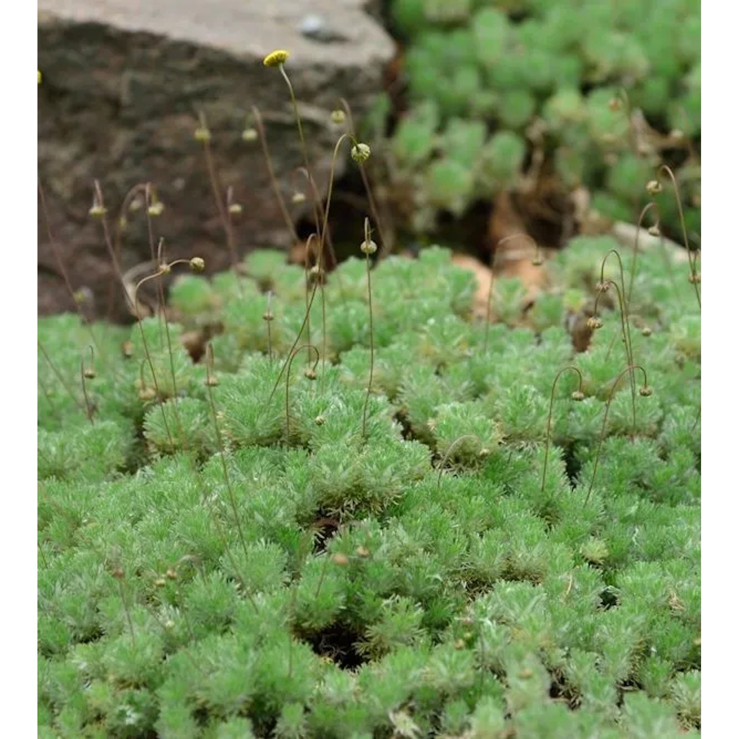 Silber Fliederpolster - Cotula hispida