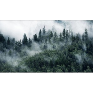Wandbild Mystic Forest: Waldlandschaft im Nebel, grüne Tannen, 160x90 cm.