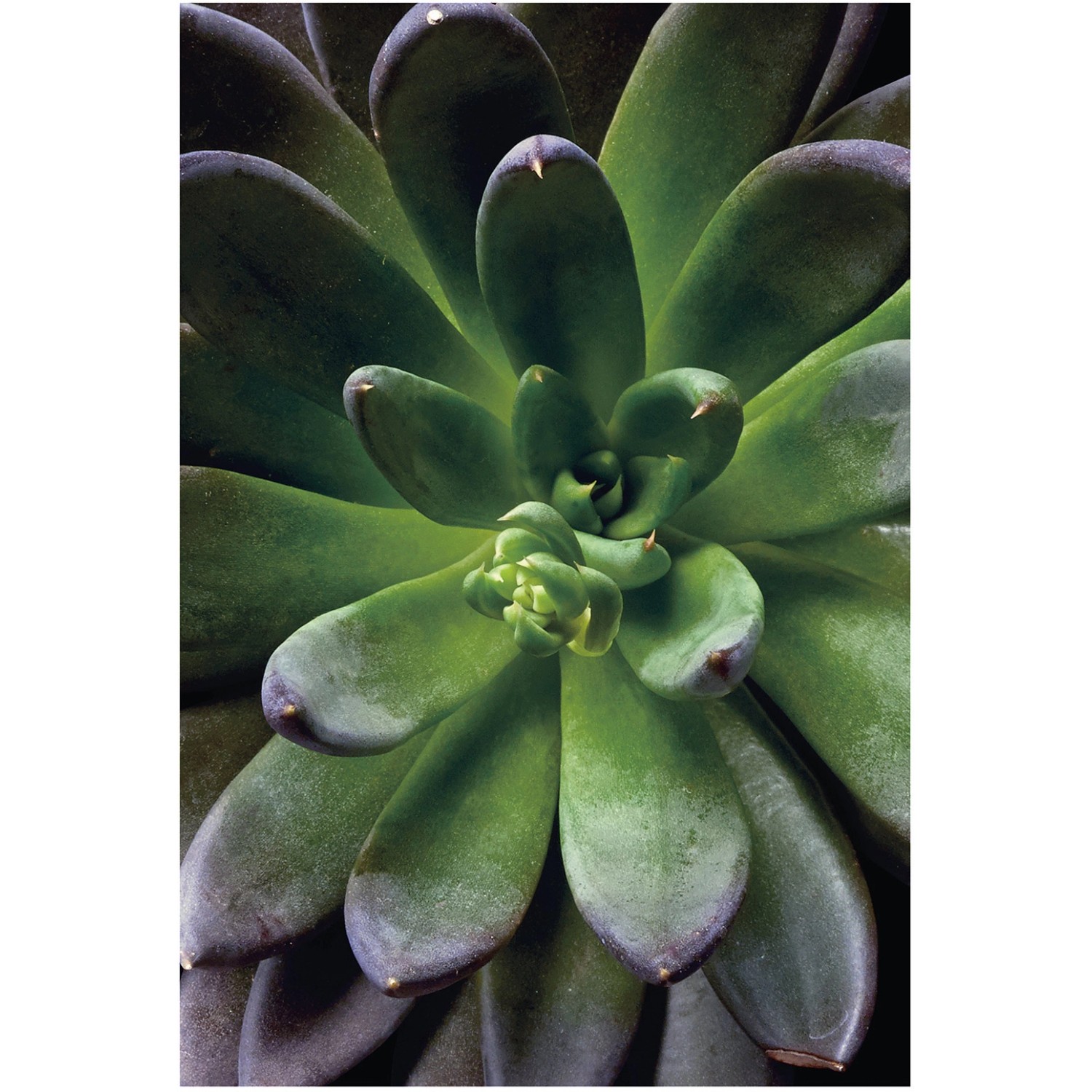 Komar Wandbild Succulent Single 50 x 70 cm