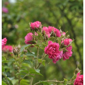 Parkrose F.J. Grootendorst mit pinkfarbenen Blüten und grünen Blättern.