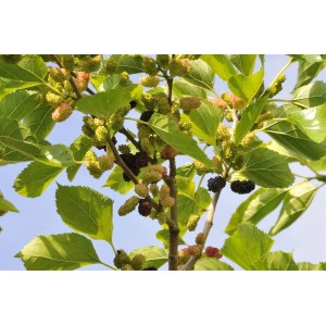 Schwarze Maulbeere (Morus Nigra) mit Früchten und grünen Blättern am Baum.