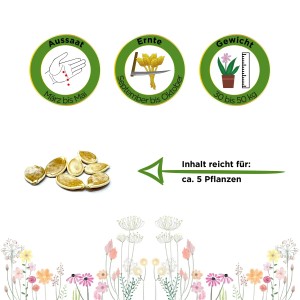 Abbildung von Speisekürbis Big Max Samen mit Aussaat-, Ernte- und Gewichtsangaben.